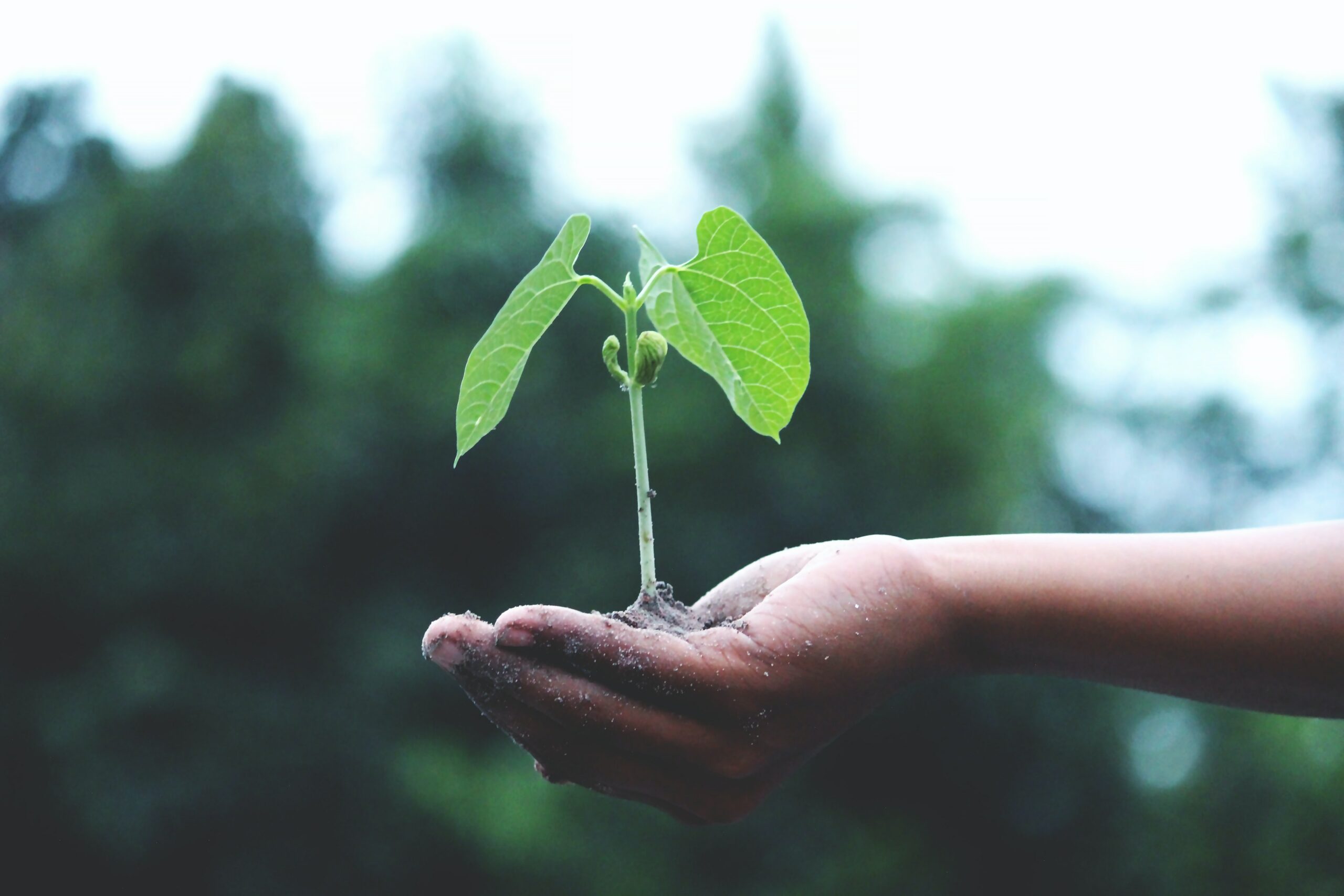 Celebrating International Environmental Education Day: Promoting Sustainable Development