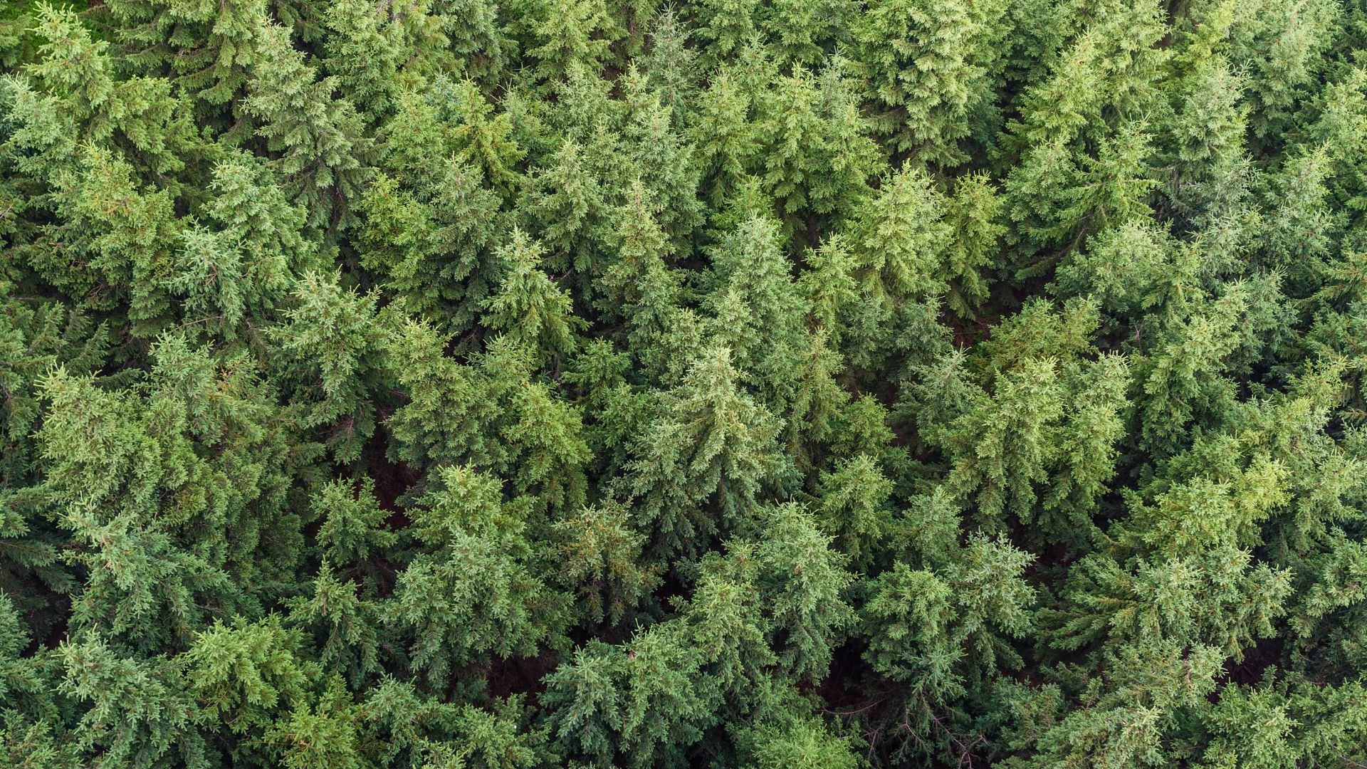 empowering sustainable initiatives