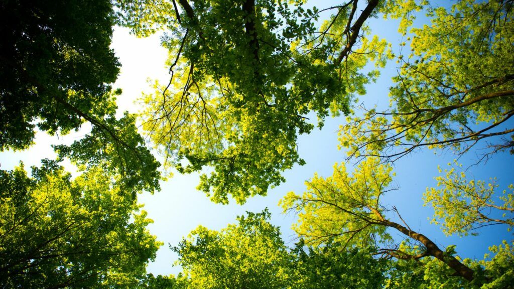 empowering sustainable initiatives