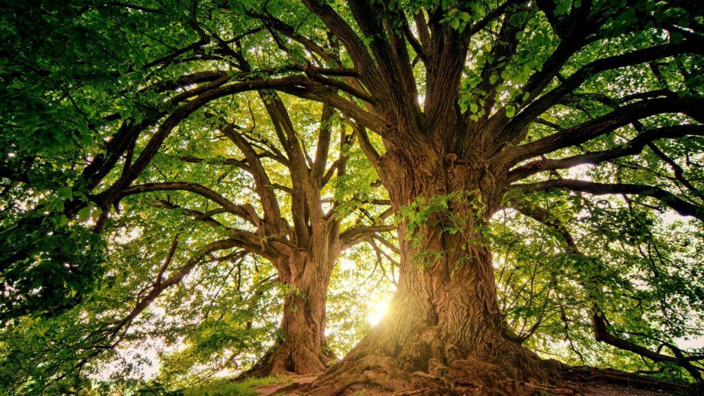 empowering sustainable initiatives