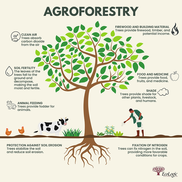 afroforestry