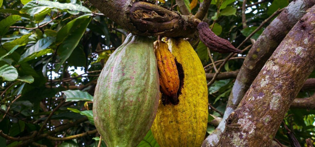 cocoa farmers